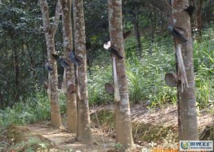 建筑裝修裝飾工程,園林古建筑工程_二手設(shè)備轉(zhuǎn)讓_世界工廠網(wǎng)中國產(chǎn)品信息庫